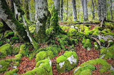 Green chaos series