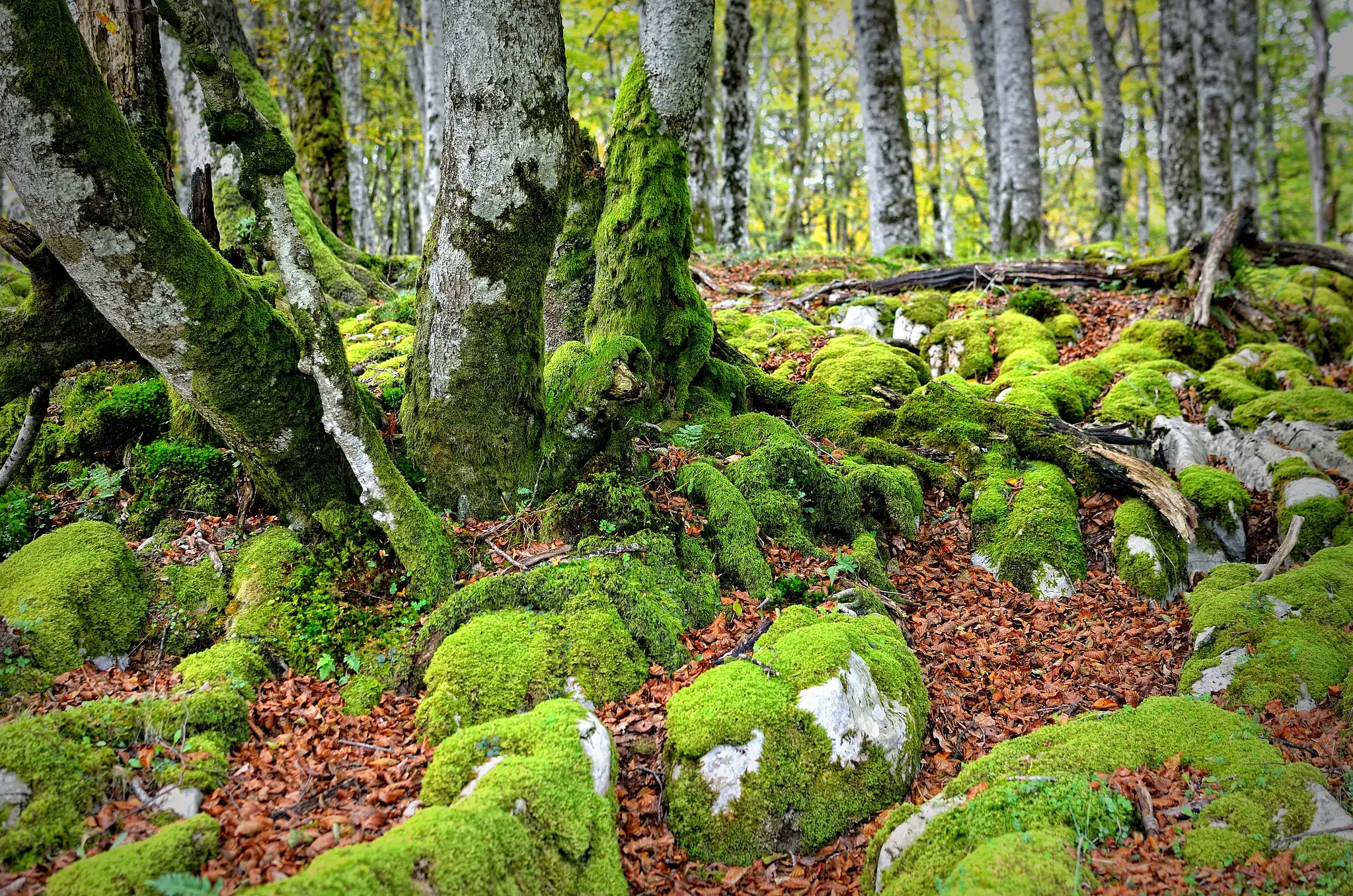Irati Forest - BASQUE COUNTRY GUIDE