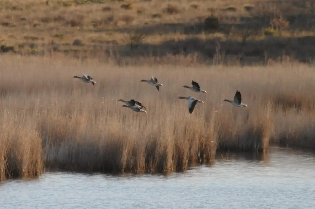 Pitillas aintzira 0001