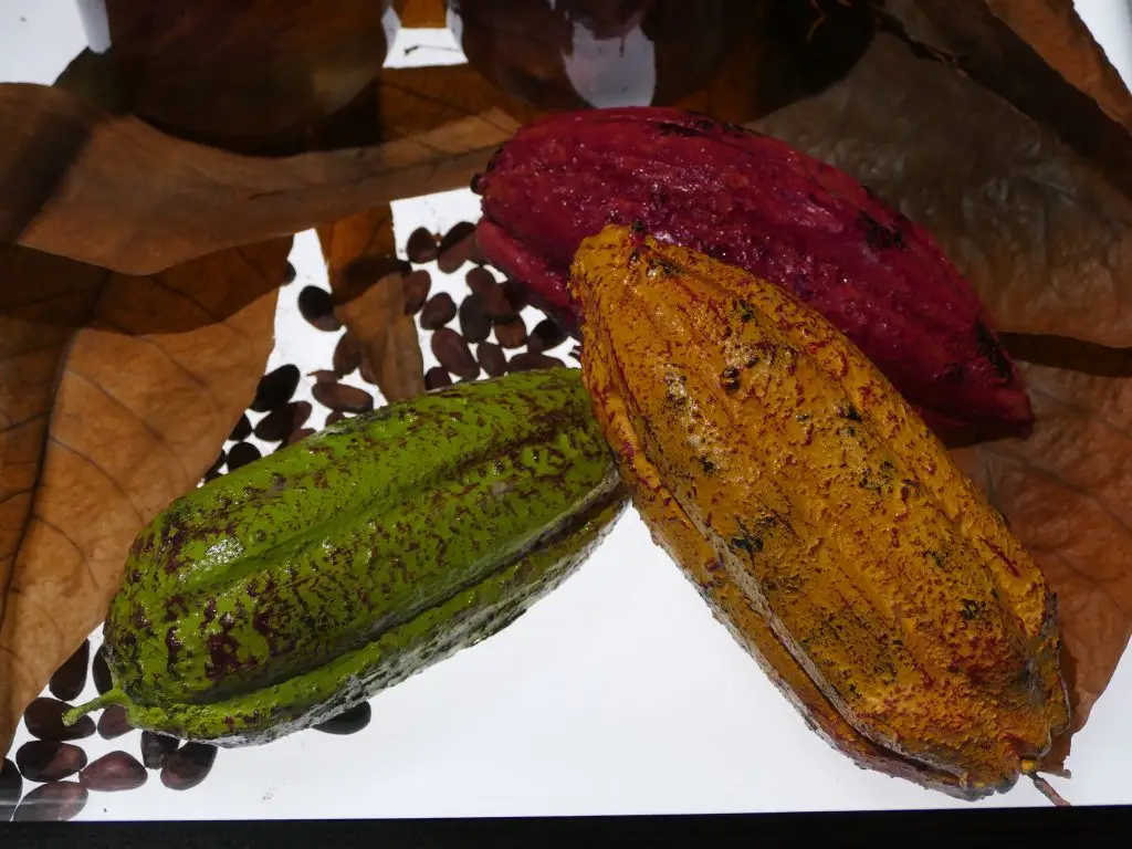 Bayonne - Atelier du chocolat - Cabosses - 2