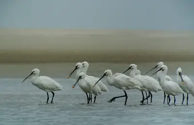 Eurasian Spoonbills (Patalea leucorodia), Schiermonnikoog, Netherlands