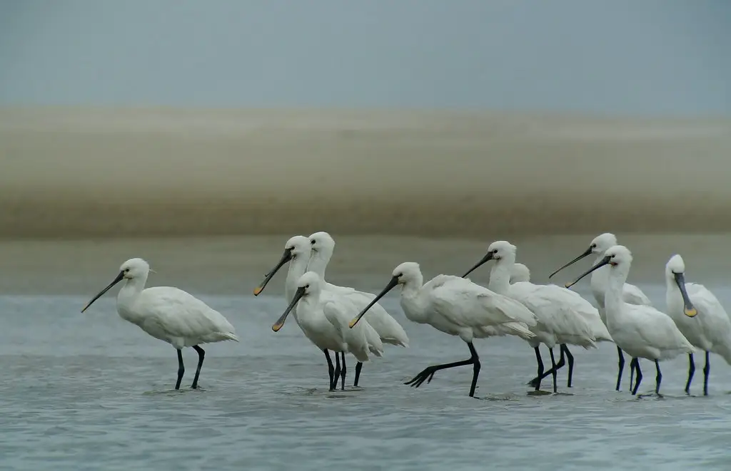 Eurasian Spoonbills (Patalea leucorodia), Schiermonnikoog, Netherlands