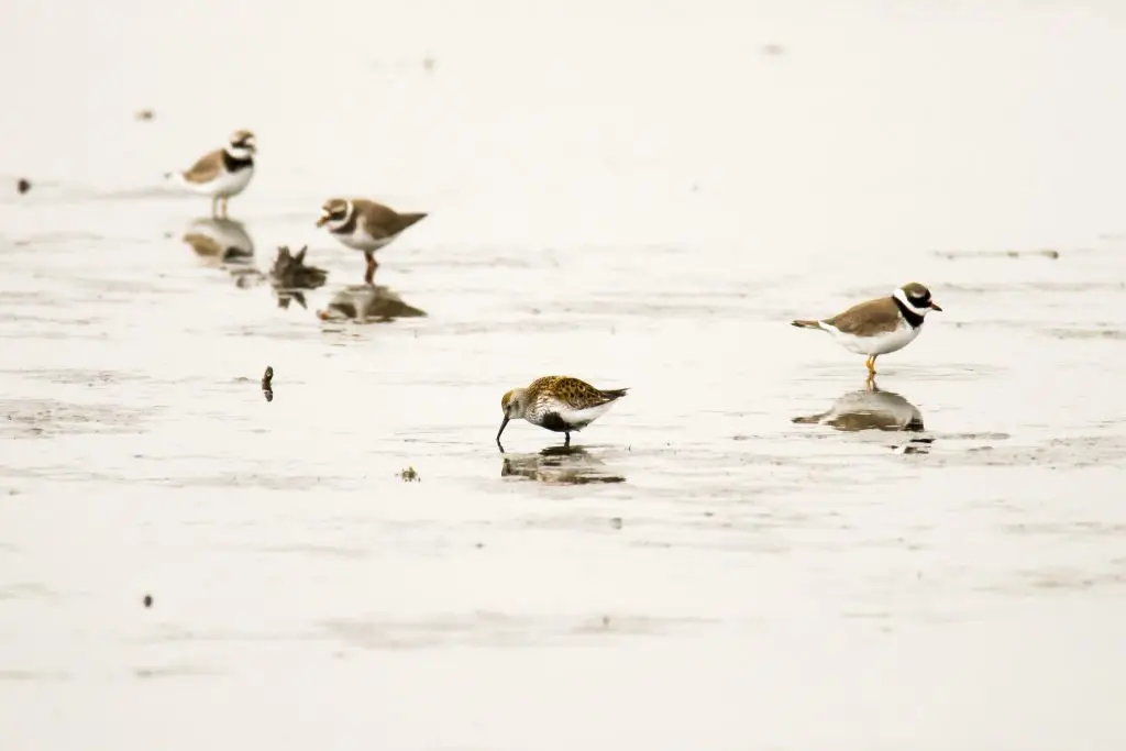 Gravelots et becasseau variable