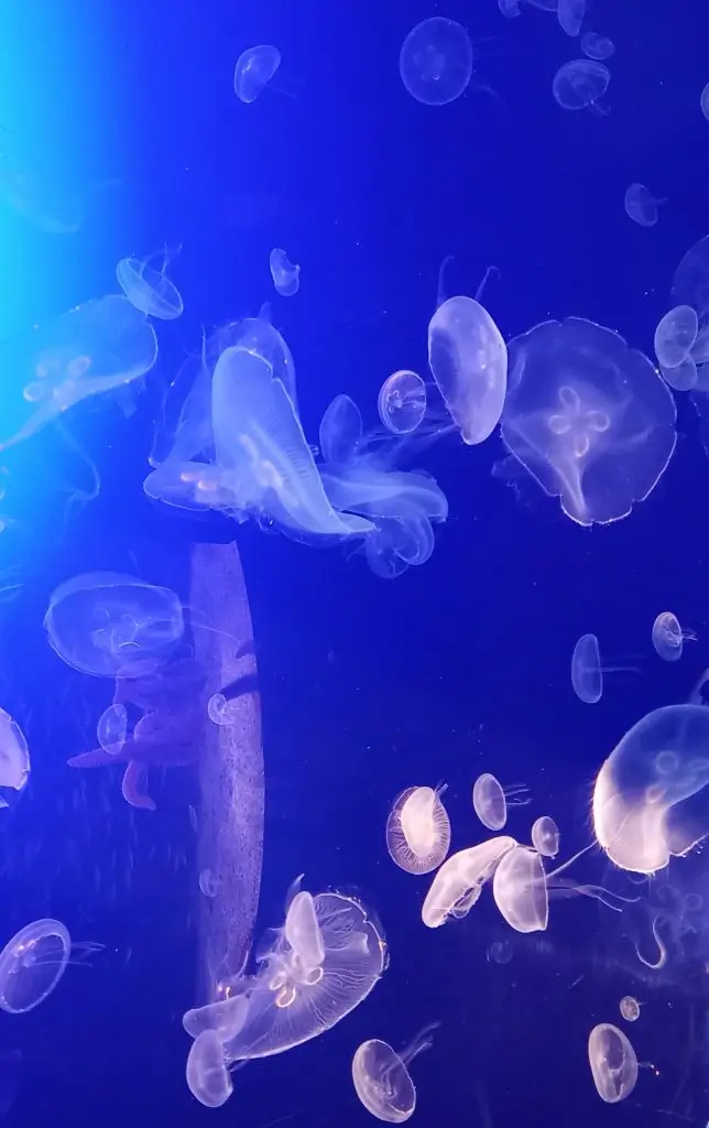 Common jellyfish (Aurelia aurita) in The San Sebastián Aquarium, Spain