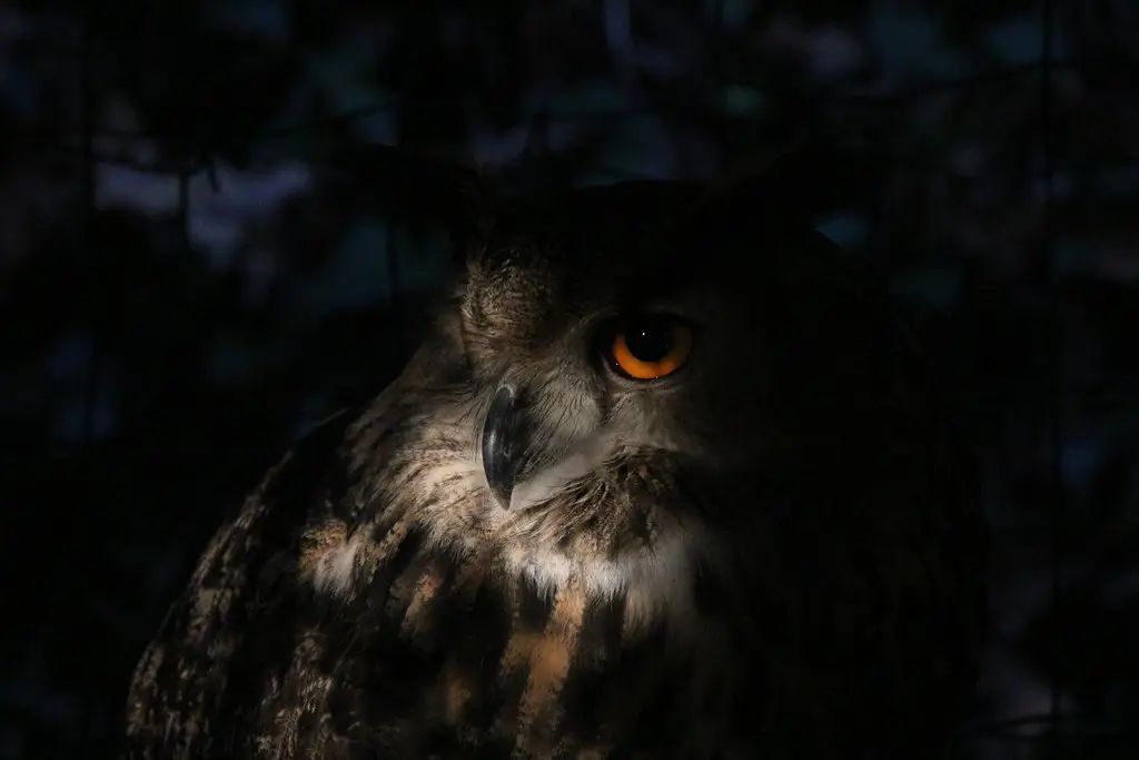 Búho en Basondo