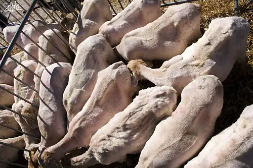 Artzain eguna (5) - Legazpi