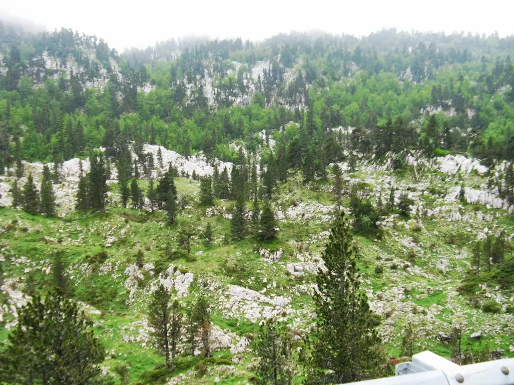 File:Pinus uncinata forest in karst landscape - Flickr - S. Rae.jpg