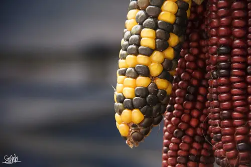 Feria de Ordizia'09 (2)