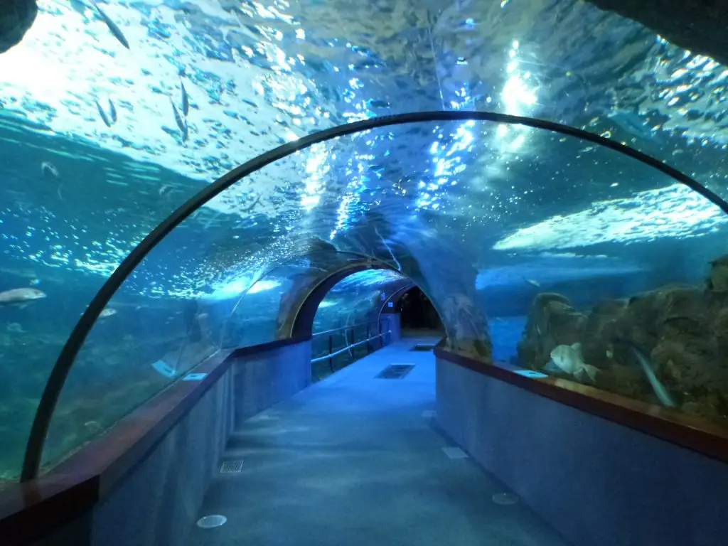 AquariumDonostia2