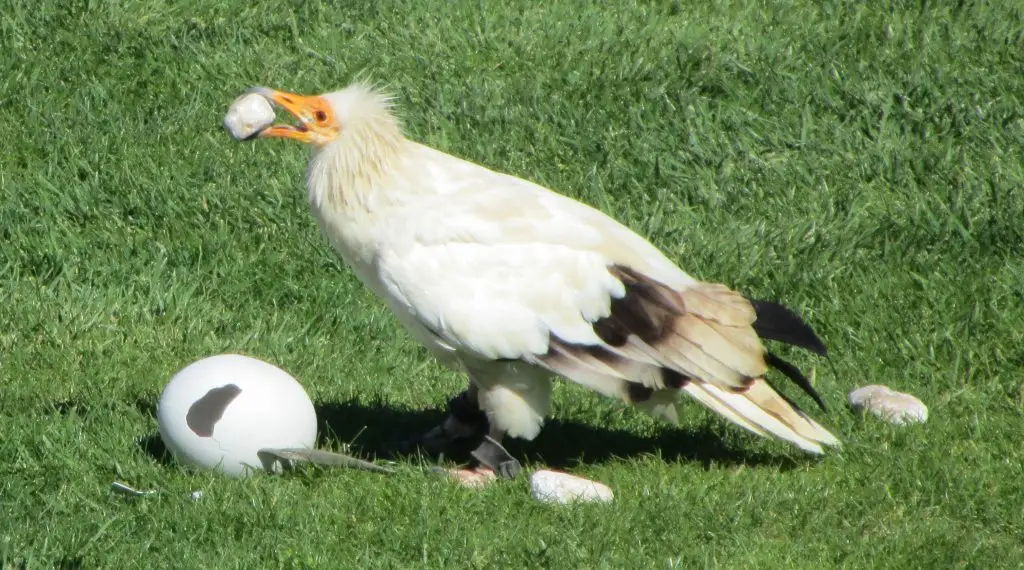 2016 10 08 alimoche Neophron percnopterus Sendaviva