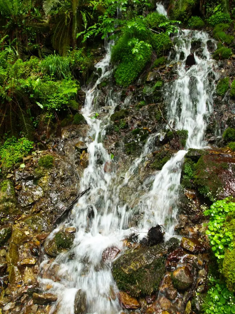 Bosque del Señorío de Bertiz 4