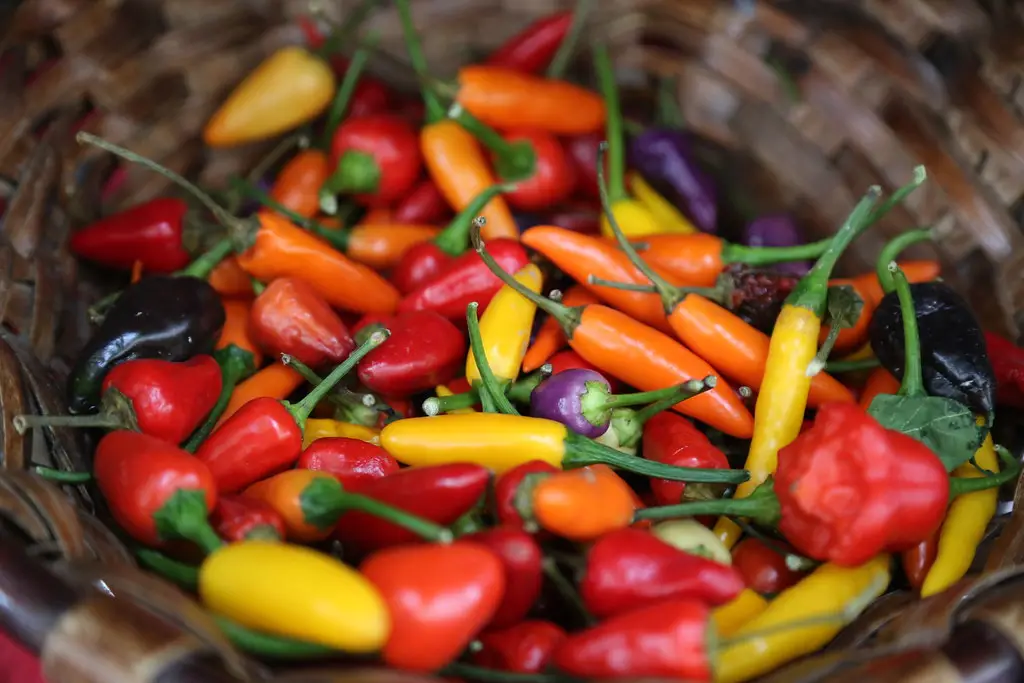 Ultimo lunes de Gernika 2015