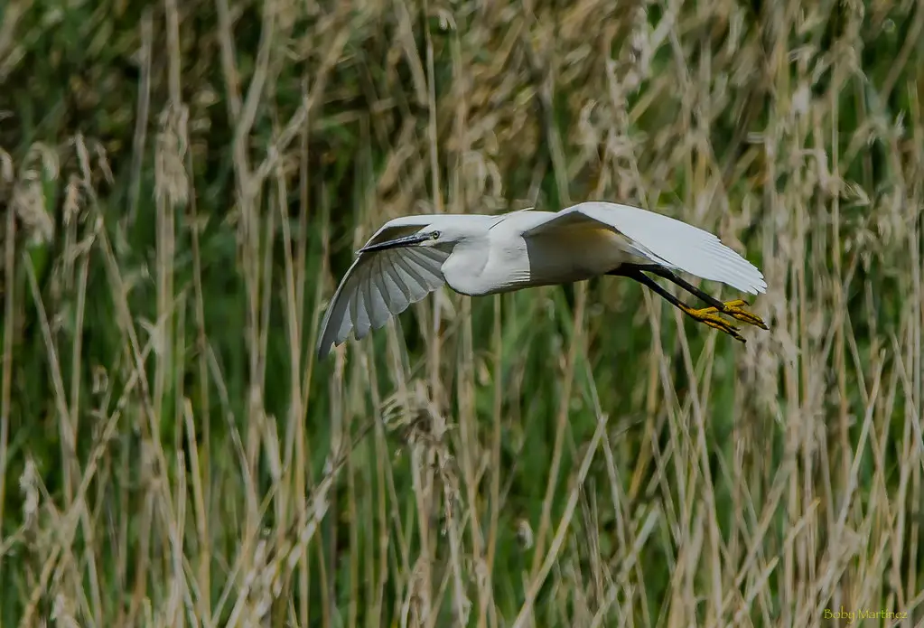 De caza ( es un decir ) por Urdaibai. ( 2 )