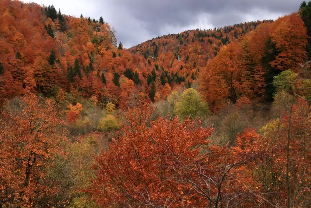 SELVA DE IRATI -Noviembre 2012