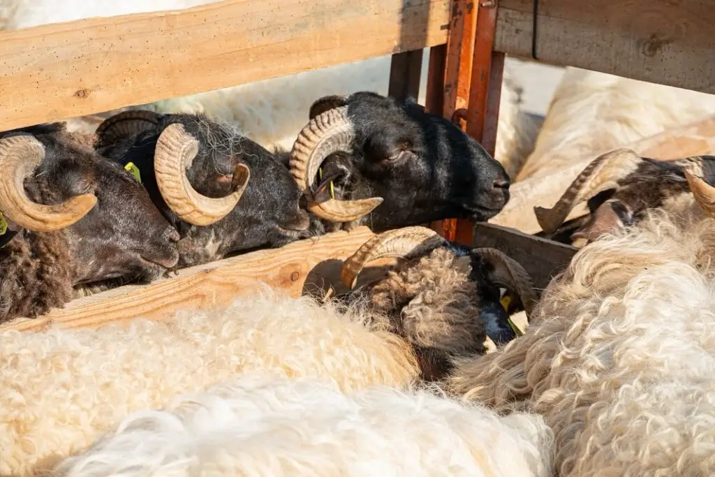 Artzai Eguna Uharte-Arakil