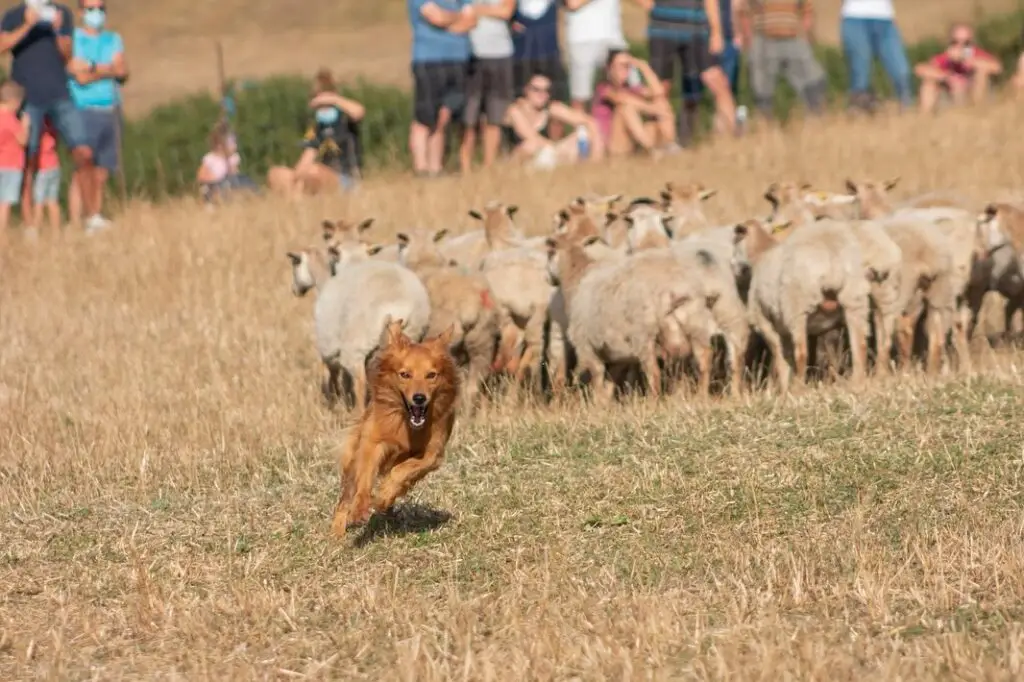 Artzai Eguna Uharte-Arakil