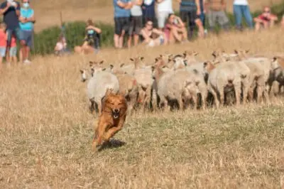 Artzai Eguna Uharte-Arakil