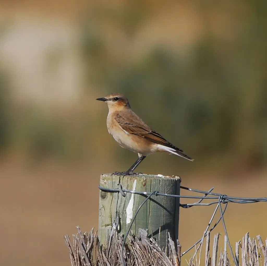 DSC_6049 Collalba gris - Northern wheatear - Oenanthe oenanthe