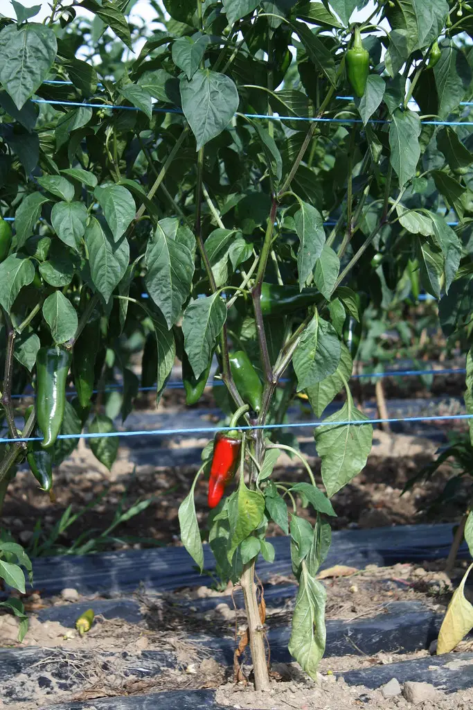 Culture de piment à Espelette