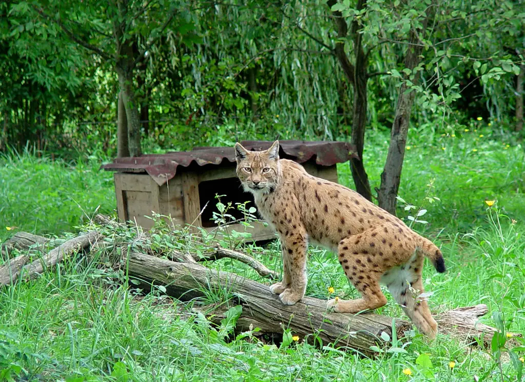 El Lince ibérico