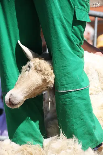 Artzain Eguna 2010 (9)