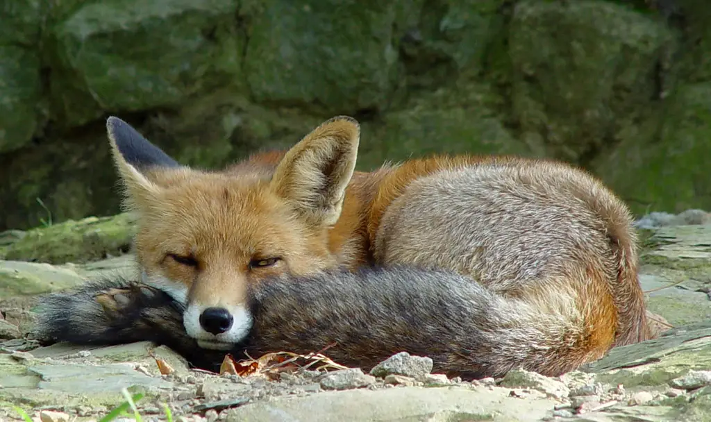 El descanso del zorro