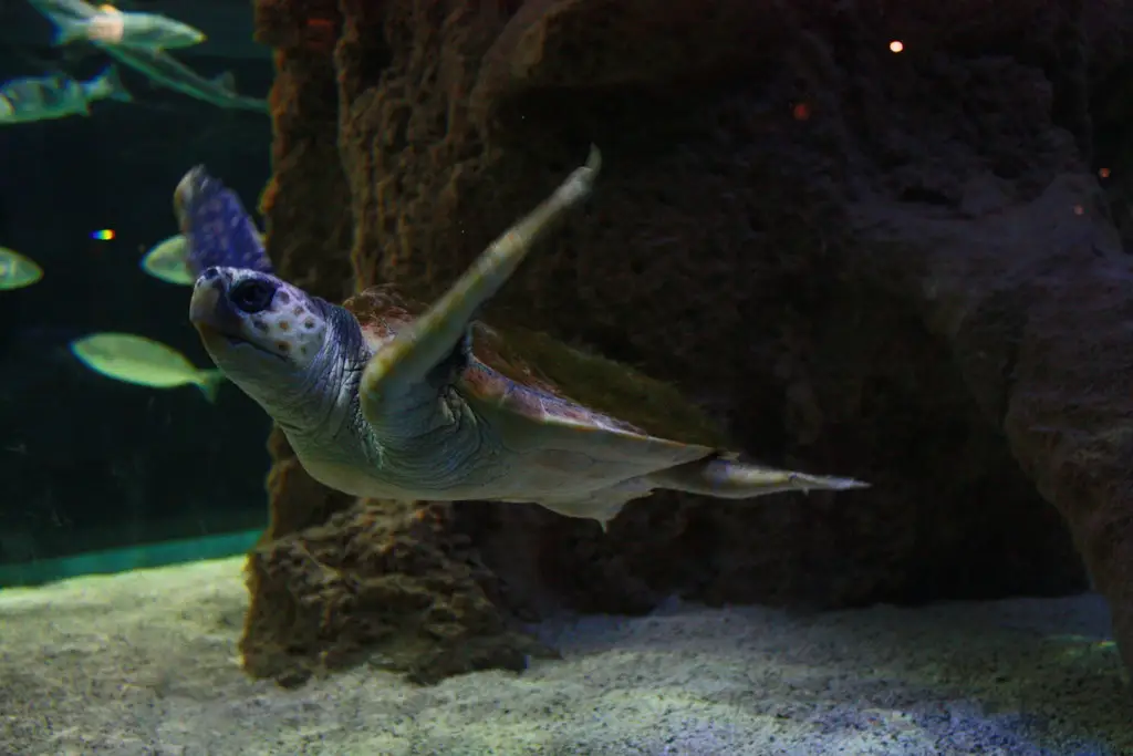 Biarritz, Musée de la Mer