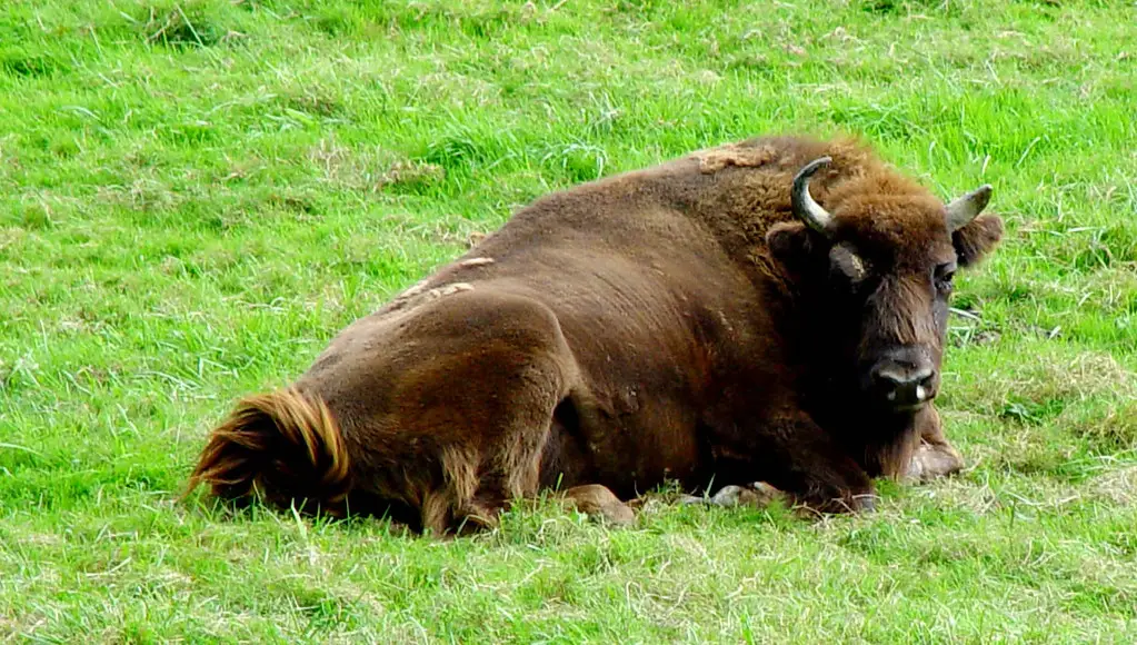 Bisontes en el País Vasco