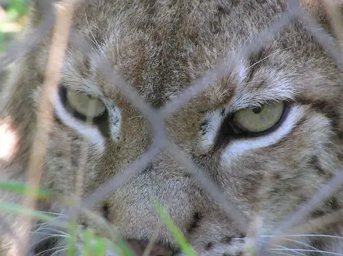 Basondo - Lince guapo