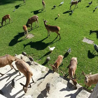 El pequeño zoo de #Pamplona #Taconera #igerspamplona