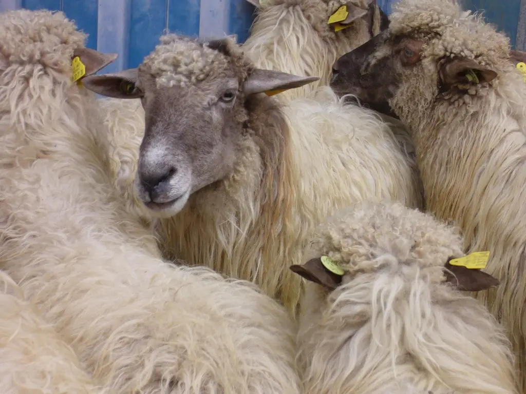 Ardi latxa burubeltz1