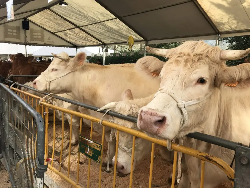 Abadiño feria de San Blas 2022 ganado 1