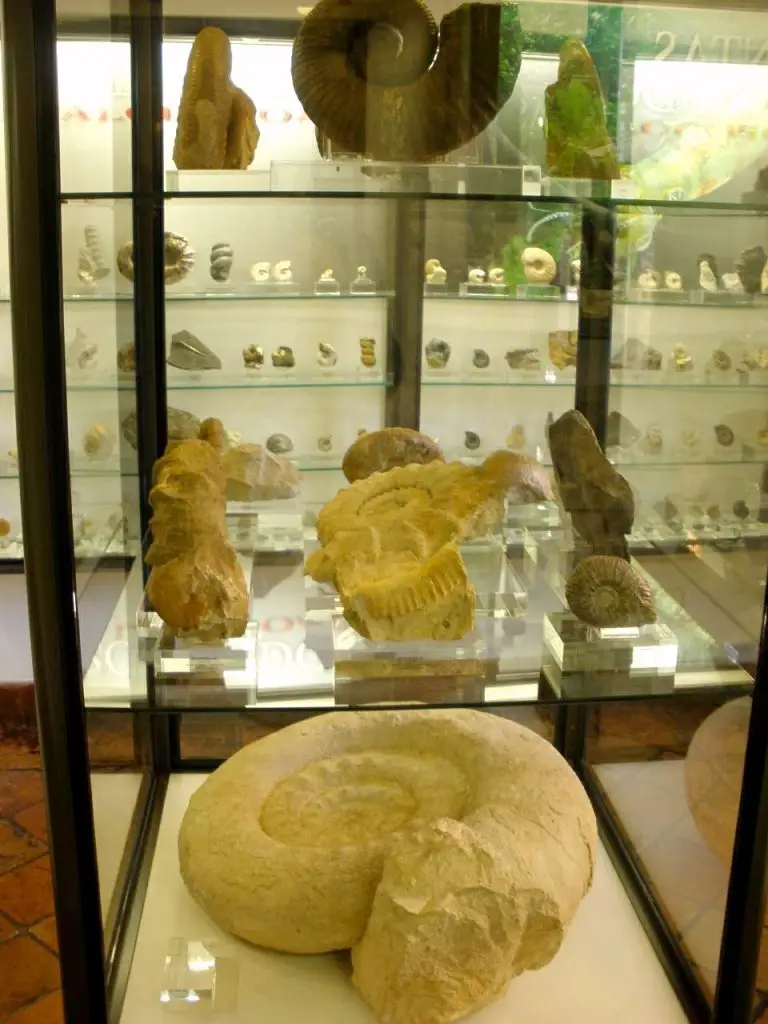 Vitoria - Museo de Ciencias Naturales de Álava 6