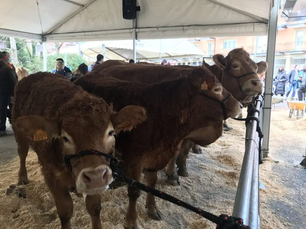Abadiño feria de San Blas 2022 ganado