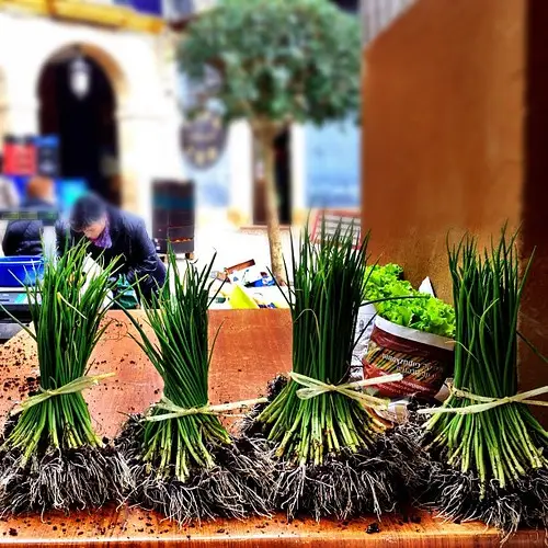 Brotes de cebolla. Mercado de Ordizia