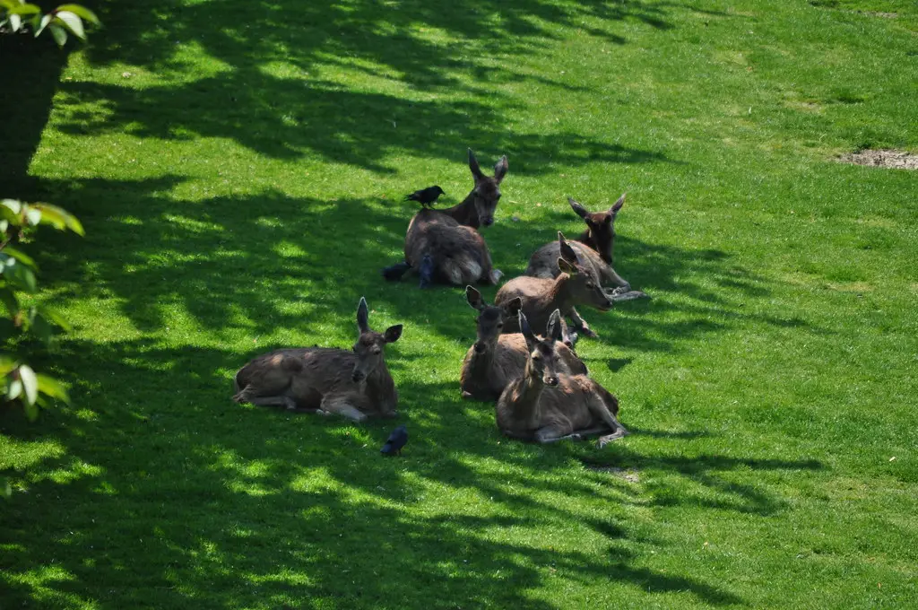 Cérvols al parc de La Taconera, a Pamplona