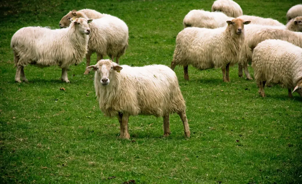 Ovejas latxas rubias