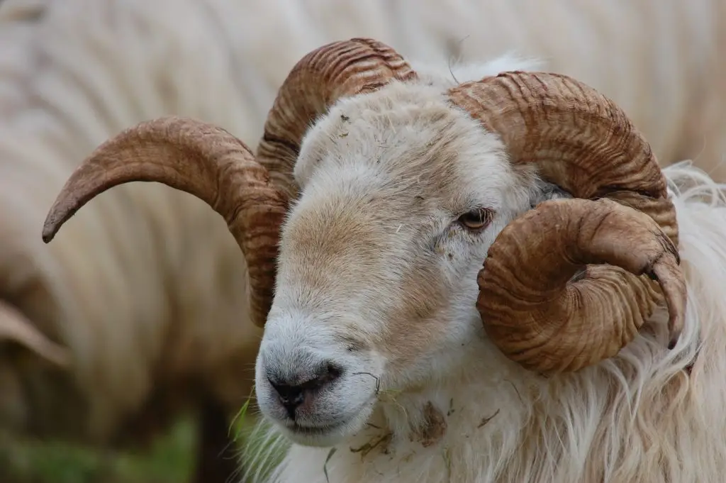 File:Aharia latxa 0001.jpg