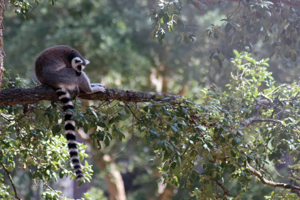 Maki catta - Lemur catta - 2
