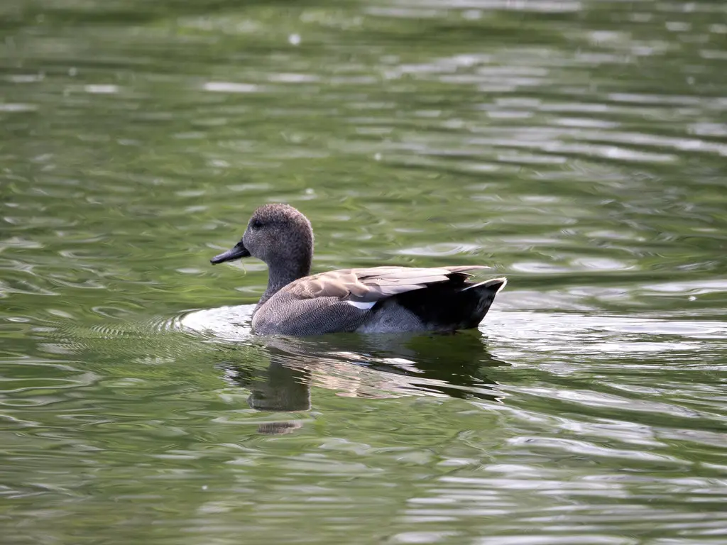 Gadwall Mareca strepera at Plaiaundi