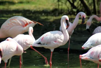 Flamant nain - Phoeniconais minor