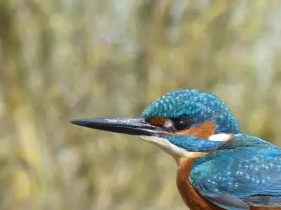 Martín pescador (Alcedo atthis) en Salburua (Álava-Araba)