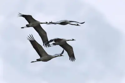 Common cranes 2015-03-21_03
