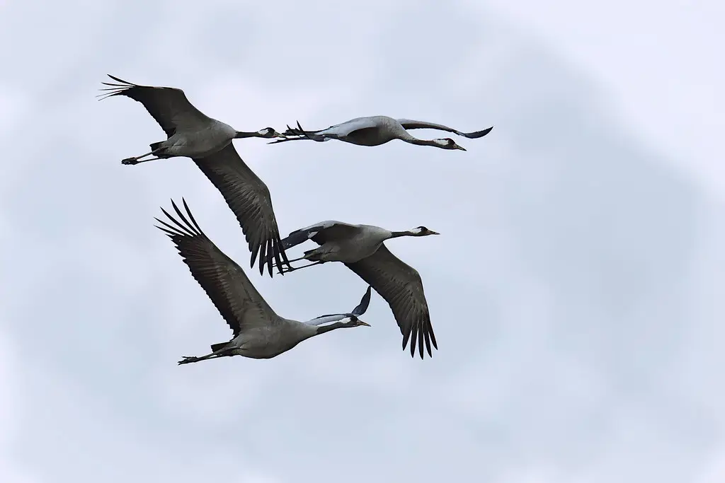 Common cranes 2015-03-21_03