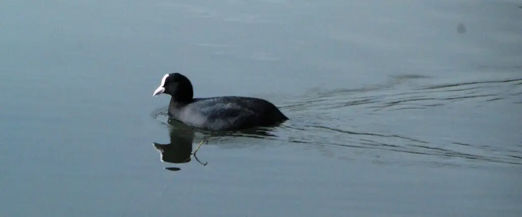 Kopetazuri arrunta Plaiaundi