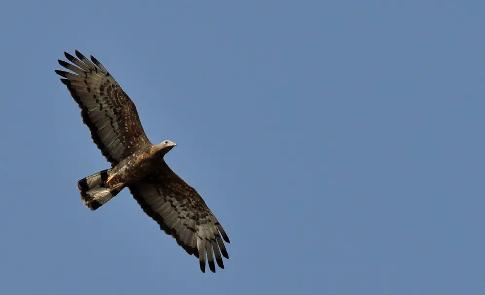 Oriental Honey Buzzard in flight