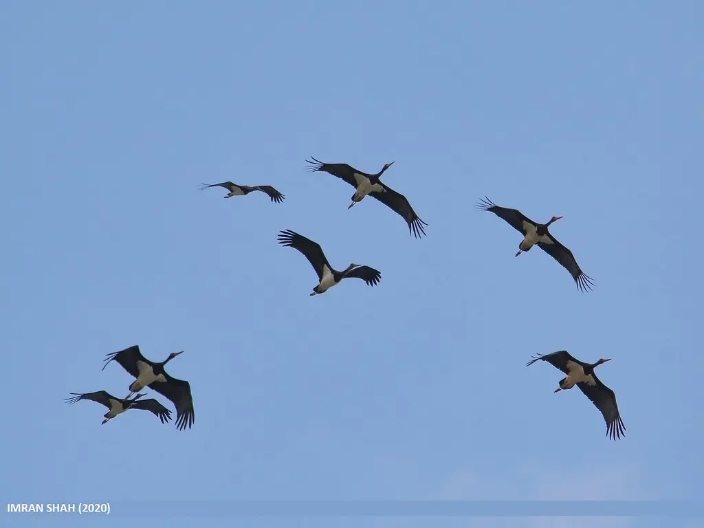 Black Stork (Ciconia nigra)