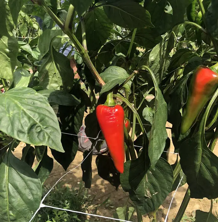 Espelette chili peppers