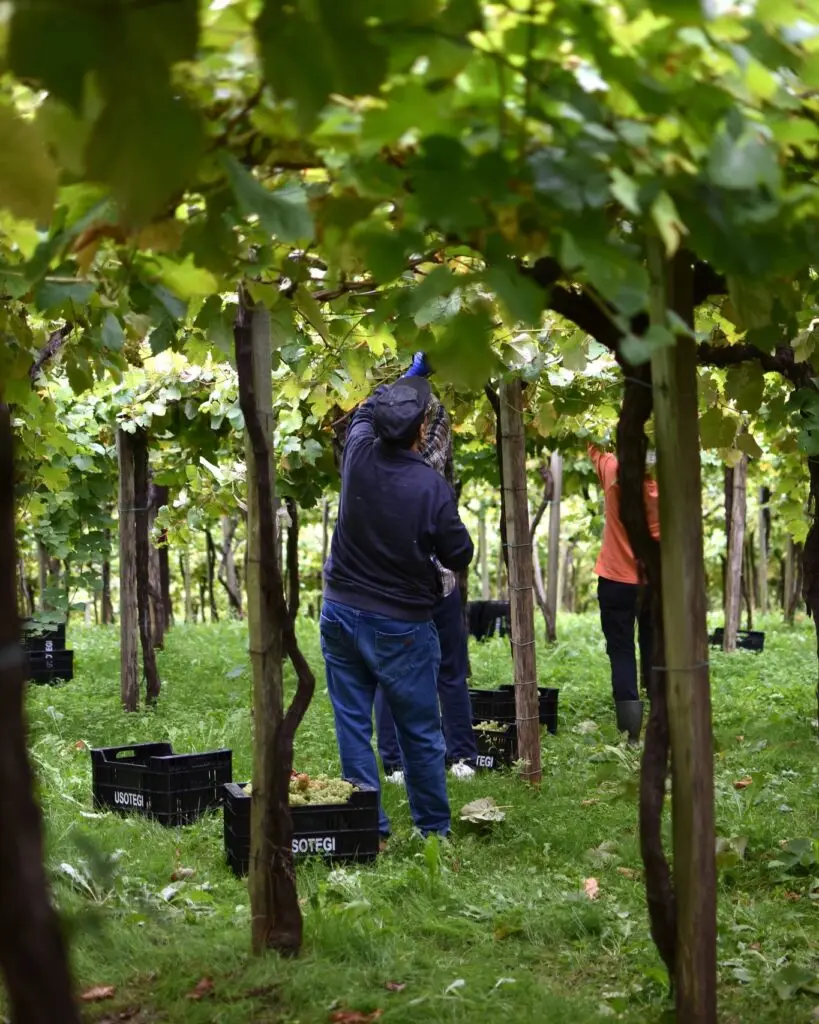 Getariako Txakolin Eguna 2