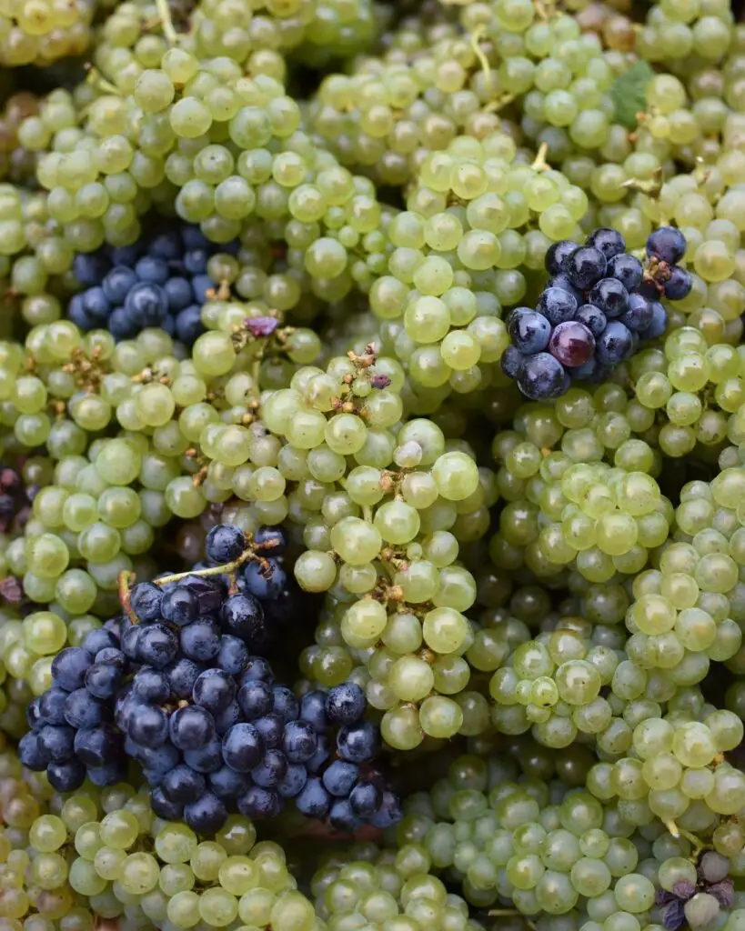 Getariako Txakolin Eguna